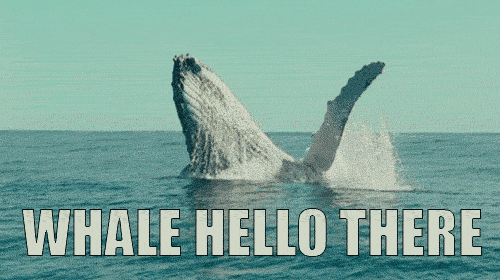 whale_hello